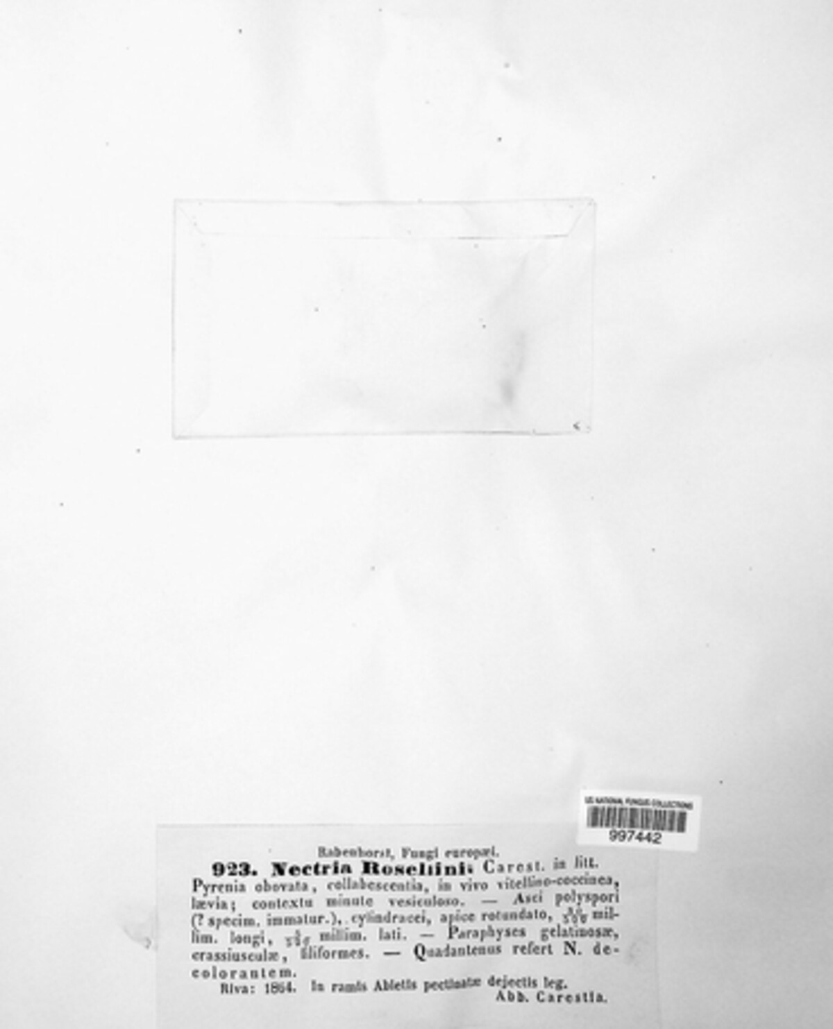 Thyronectria rosellinii image